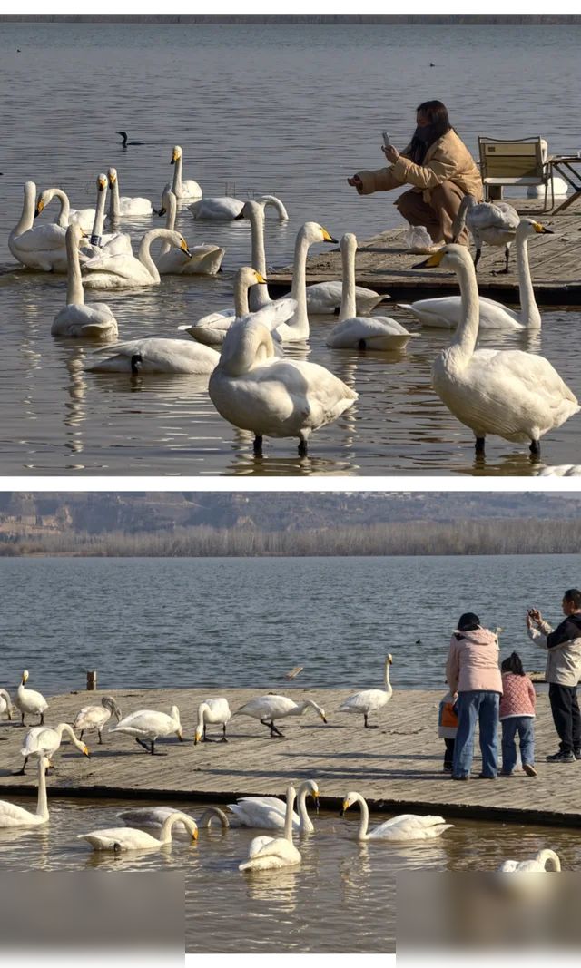 🦢2025年西安周边赏天鹅指南🆕