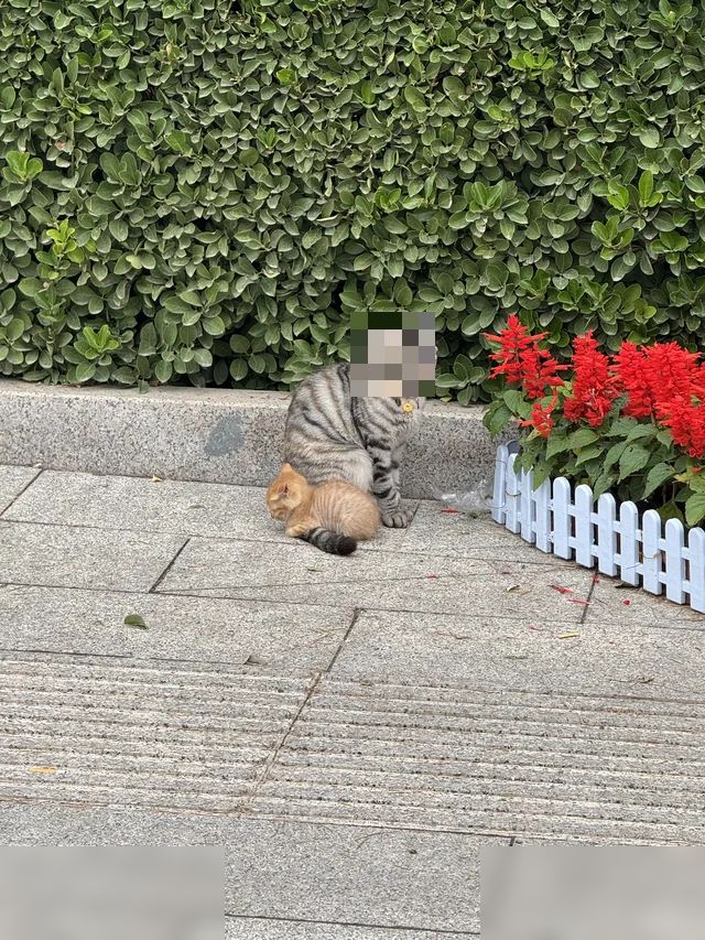 惊现两只咪