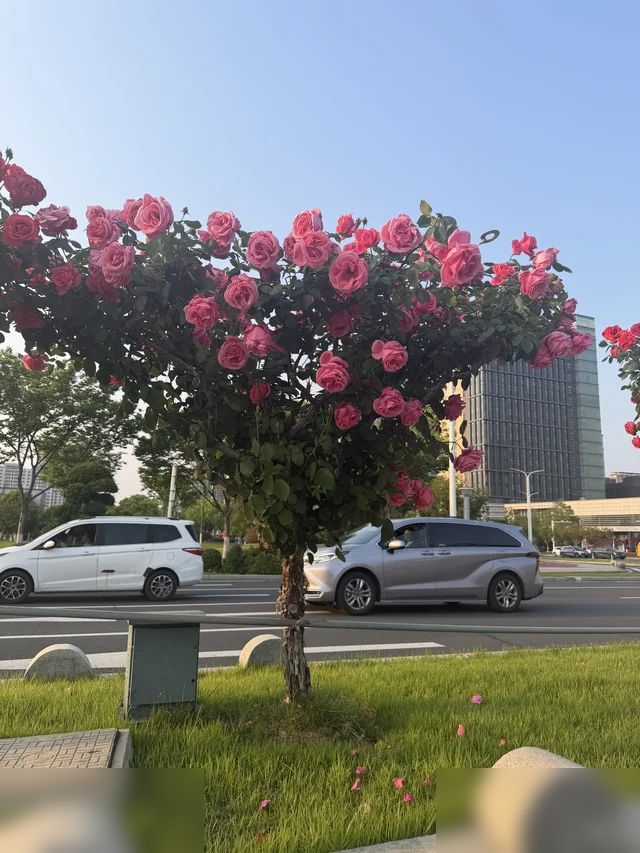 这一棵要多少钱啊