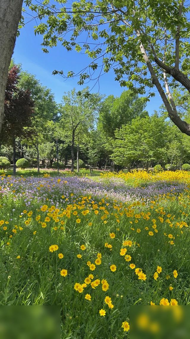 花海般的禹都公园