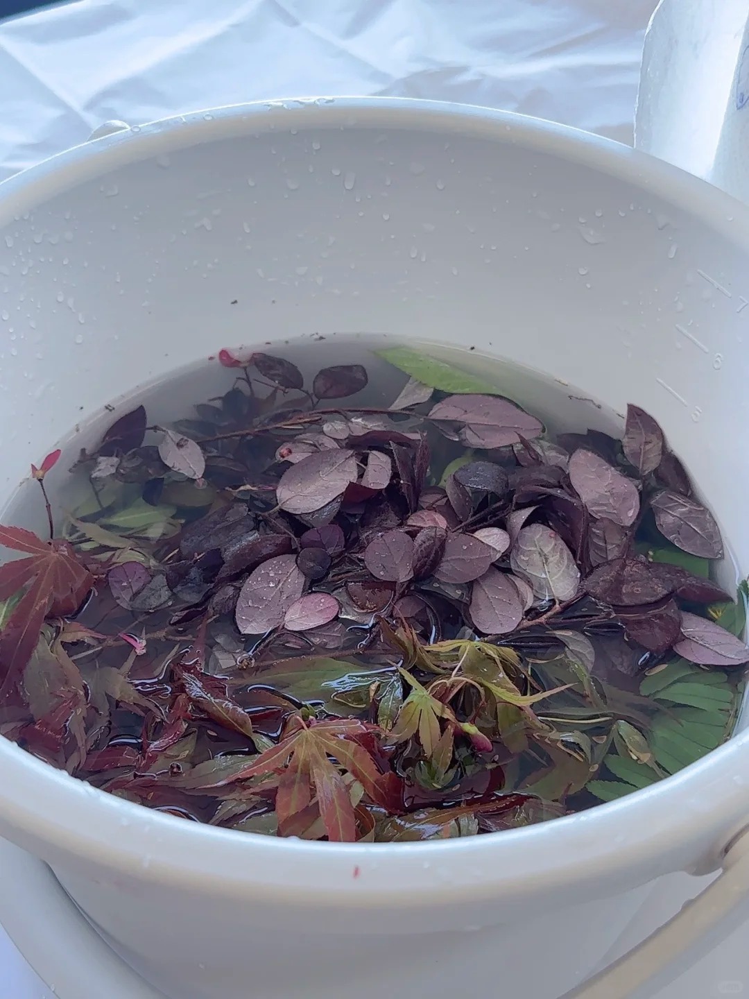 花草染印·自然染艺 样张 5
