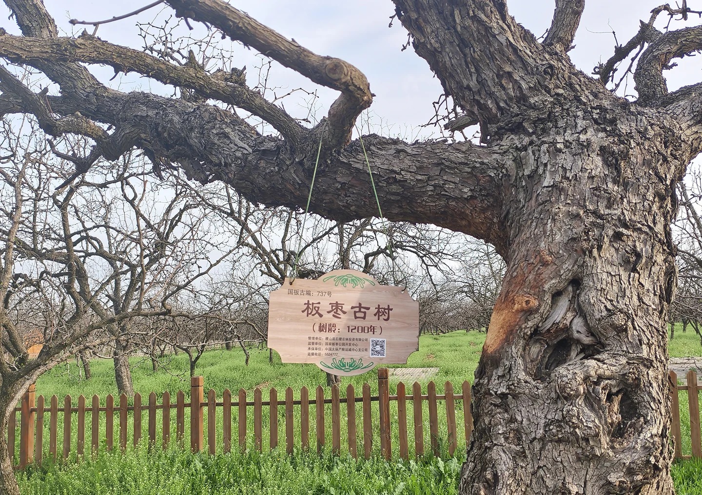 稷山板枣公园《稷颂》沉浸式演艺 样张 6