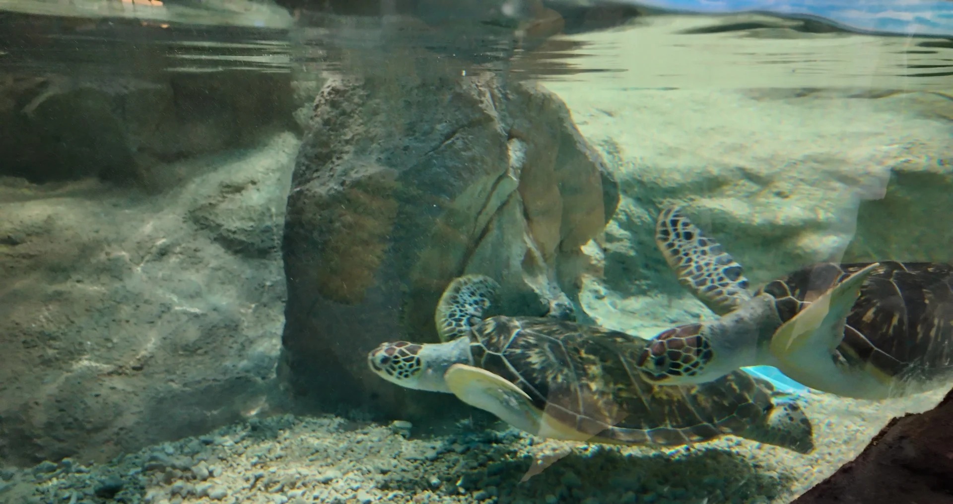 运城海洋馆·海底隧道 样张 6