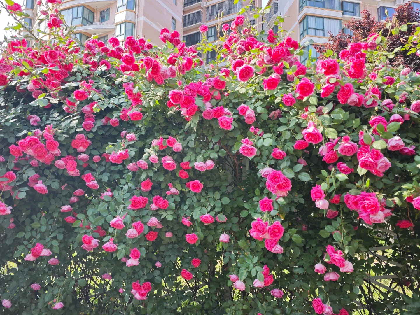 盐湖公安蔷薇花墙·百米花海 样张 3