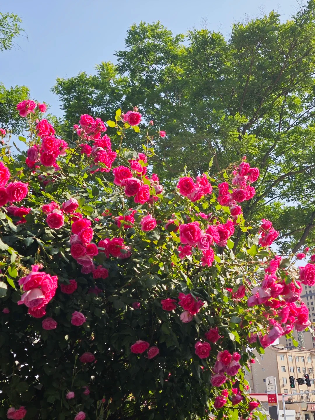 盐湖公安蔷薇花墙·百米花海 样张 4