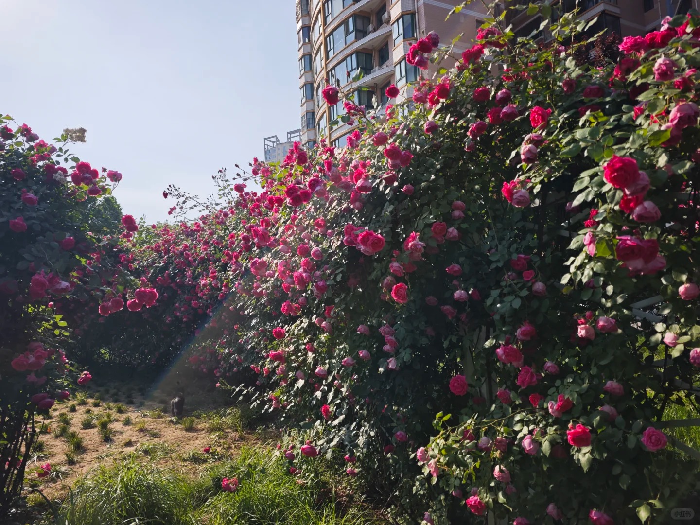 盐湖公安蔷薇花墙·百米花海 样张 6