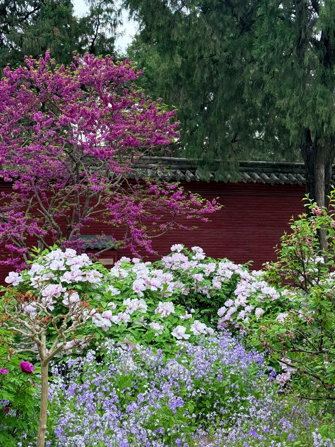 永济的莫奈花园 样张 5