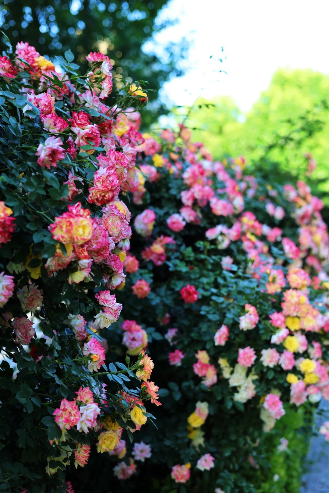 禹都公园月季花墙·莫奈花园 样张 2