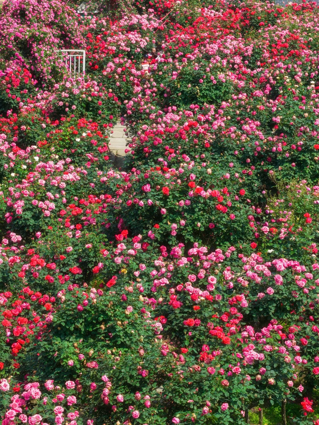禹都公园月季花墙·莫奈花园 样张 11