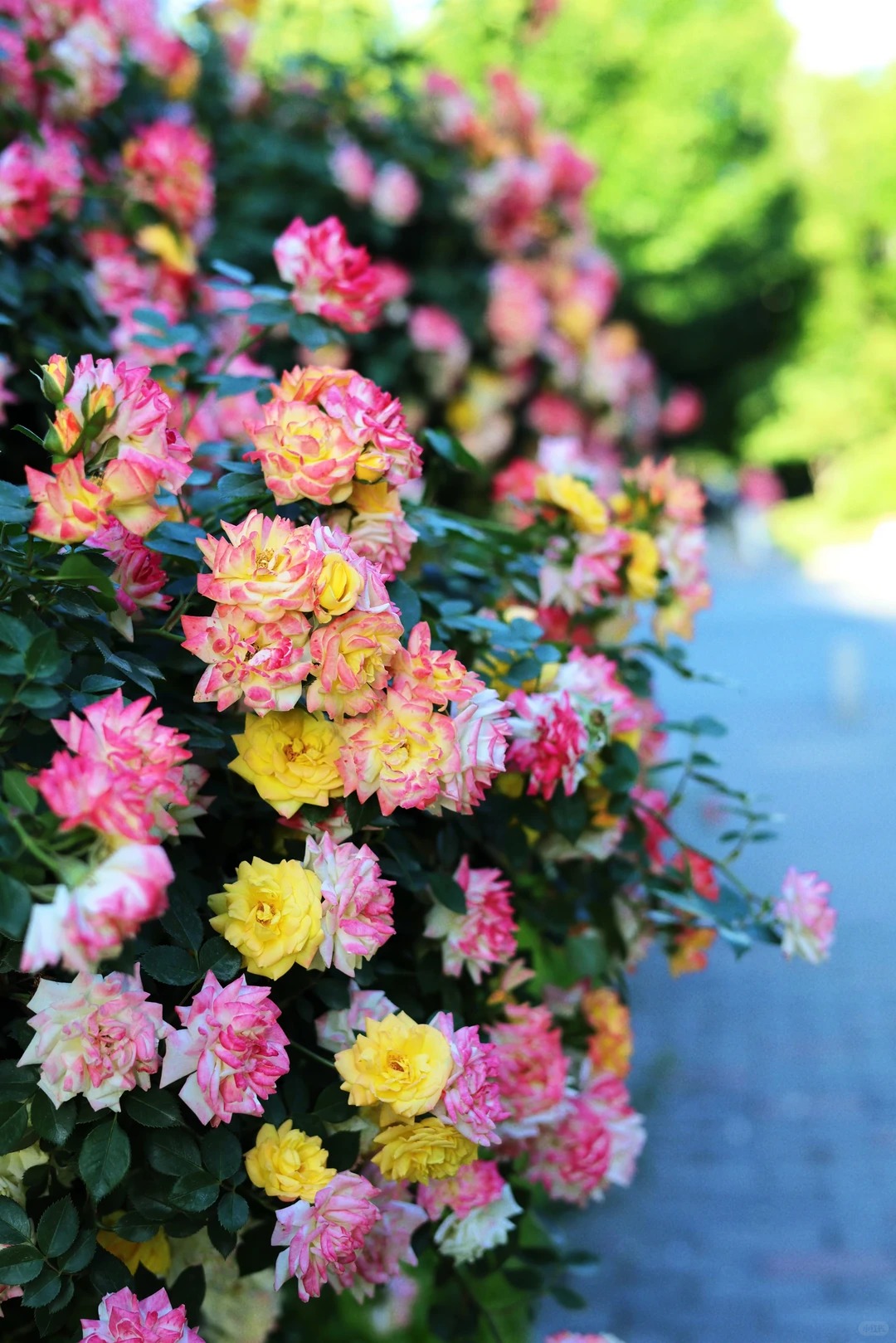 禹都公园月季花墙·莫奈花园 样张 3