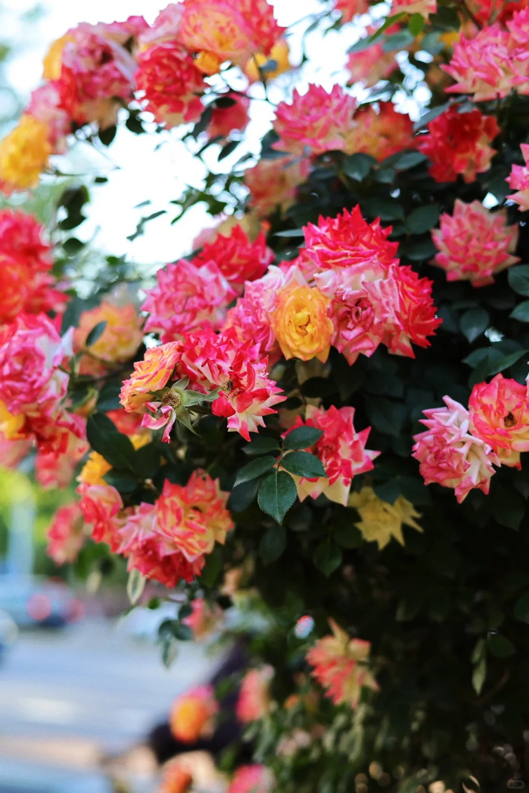 禹都公园月季花墙·莫奈花园 样张 4
