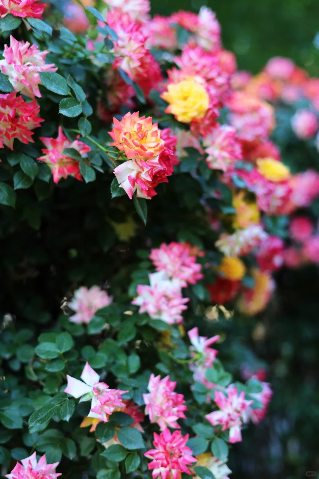 禹都公园月季花墙·莫奈花园 样张 5
